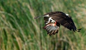 An osprey in flight with a decapitated fish in its talons at Market Lake National Wildlife Management Area