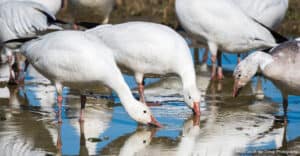 Snow geese drink from a puddle while a new arrival prepares to join them in the farmland of the Skagit Valley in Washington State | Photo credit: Ian Dewar Photography